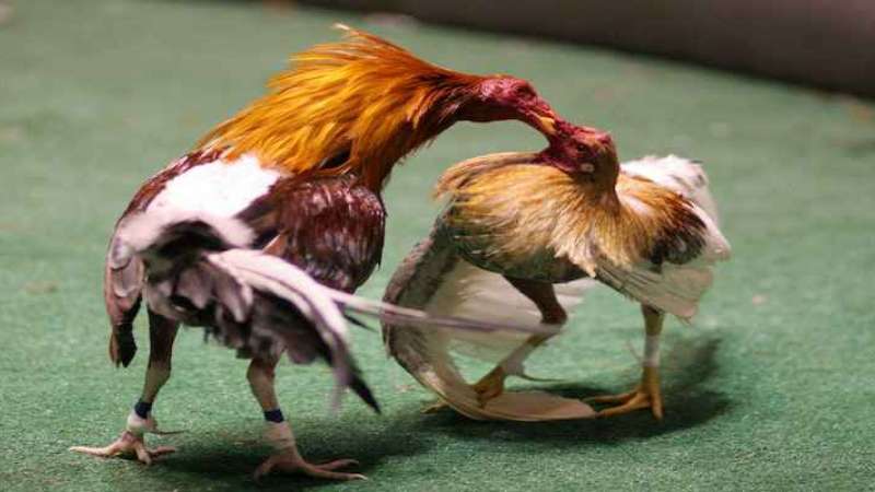Các loài gà được dùng để thi đấu đá gà cựa Việt Nam