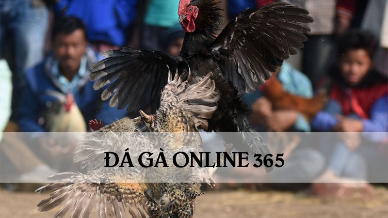 Đá gà online 365 là gì